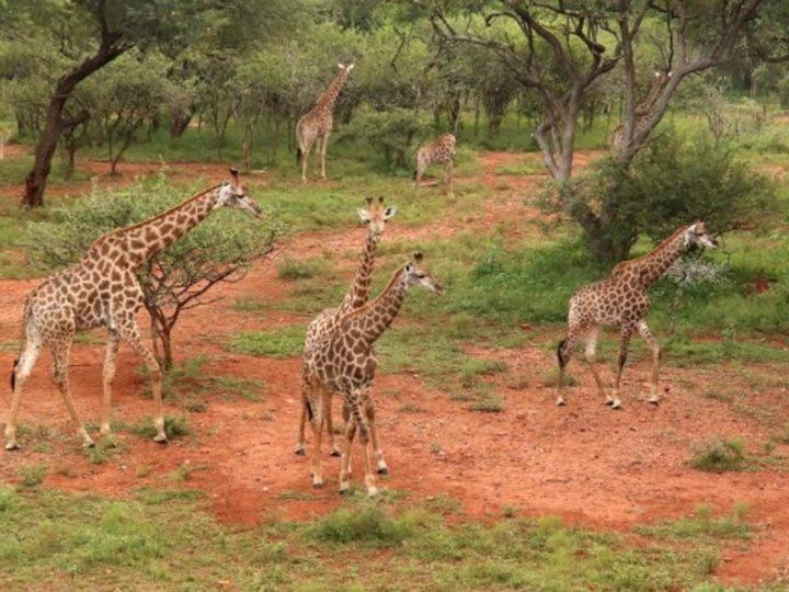 Doornkom Marloth Park Kültér fotó